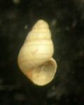 Tubbreva micrometrica